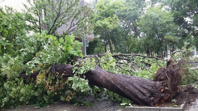 Ето каква е ситуацията в Пловдив след мощната буря (СНИМКИ)