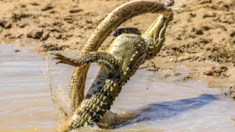 Крокодил и питон влязоха в зрелищна битка (СНИМКИ)