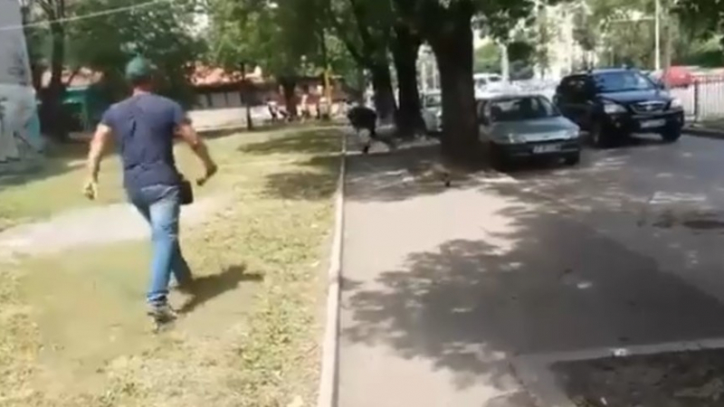 Ужаси на Хичкок в София: Гарвани яростно кълват човек посред бял ден на улицата (ВИДЕО)