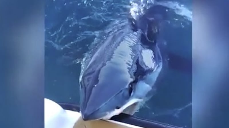 Уникално ВИДЕО: Акула атакува лодката на природозащитник