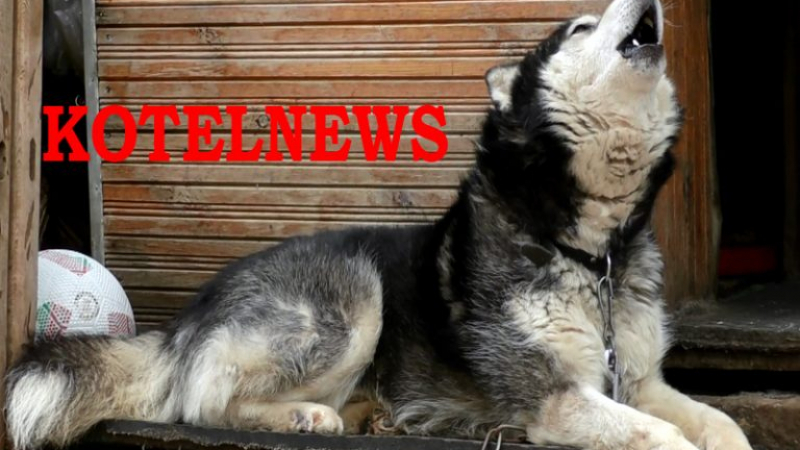 Кучето Аляска се превърна в атракцията на Котел навръх 2 юни! Когато сирените започнаха да вият, четириногото... (ВИДЕО)