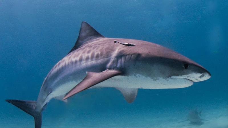 Кръвожадна акула нападна тийнейджър и му откъсна най-милото (БРУТАЛНО ВИДЕО 21+)