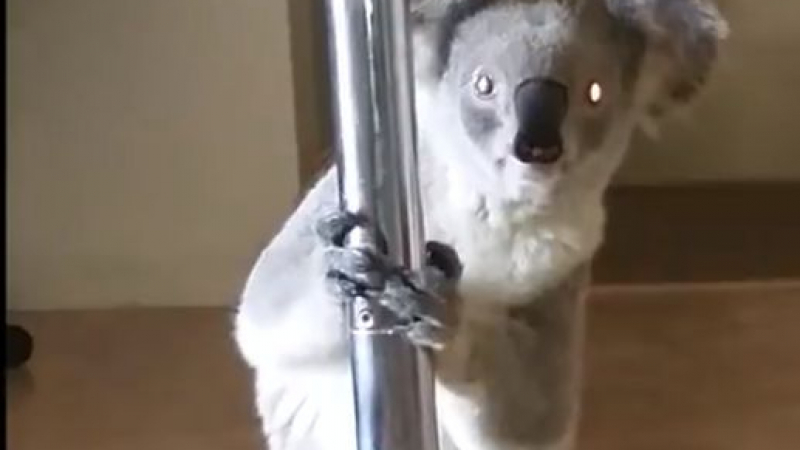 ВИДЕО с коала изуми света