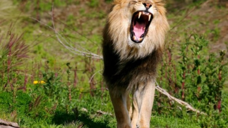 Уникално: Собственик на сафари парк удиви всички, разпръсна лъвове сякаш са котенца (ВИДЕО)