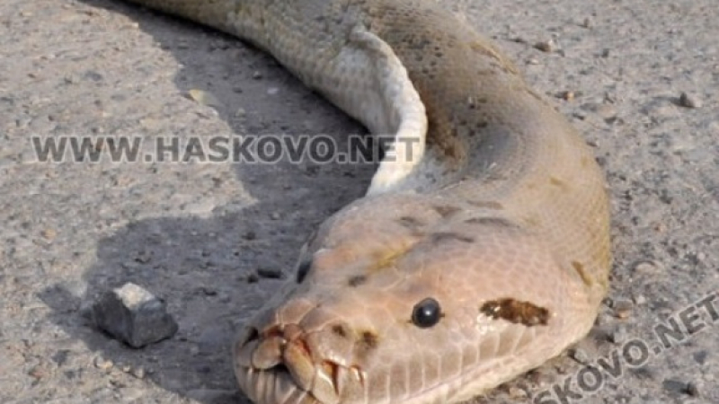 Невиждана гледка: Гигантска триметрова змия на международния път Е-80 край Хасково (СНИМКИ)