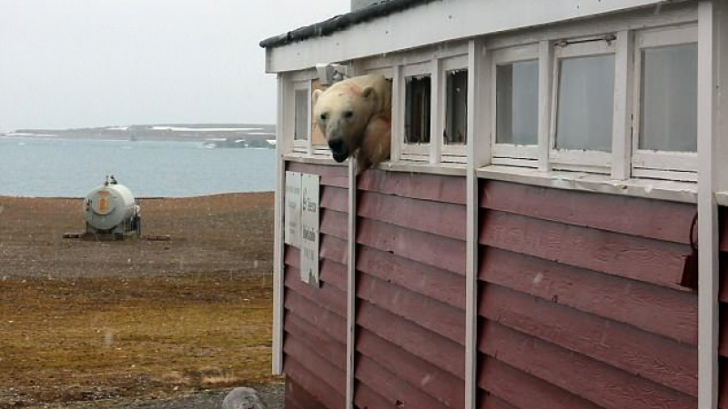 Бяла мечка се заклещи в прозорец, след като преяде с шоколад (ВИДЕО)