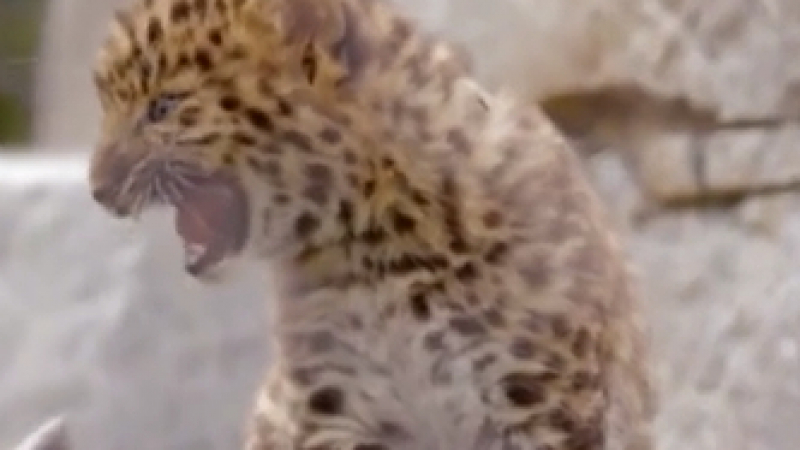 Зоопарк показа своите бебета амурски леопардчета (ВИДЕО)