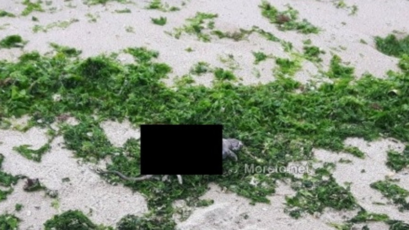 Морето изхвърли грозни зверове на плажа във Варна