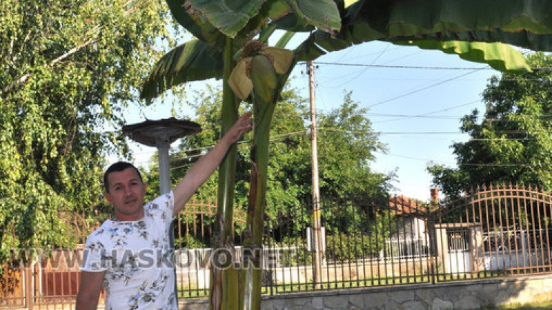 Глобалното затопляне дойде в Хасково! Преди 3 години Борис засади в двора си палма, днес вече бере банани (СНИМКИ)
