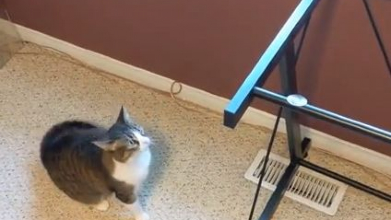 Социалните мрежи полудяха по това ВИДЕО с изненадана котка