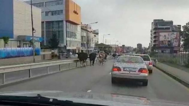 Ето това вече е прекалено! Вижте какво се придвижва по "Симеоновско шосе" в София (ВИДЕО)