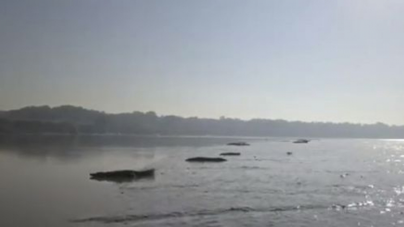 Десетки крокодили окупираха брега на австралийска река (ВИДЕО)