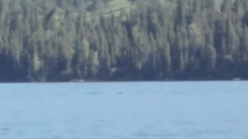 Загадъчно същество, наподобяващо чудовището от Лох Нес, изплува в китайско езеро (ВИДЕО)