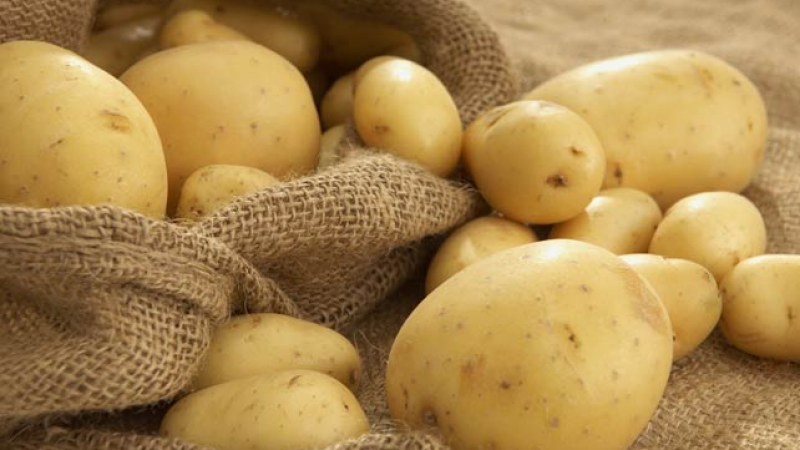 Учени установиха скандална истина за картофите, които всички ядем