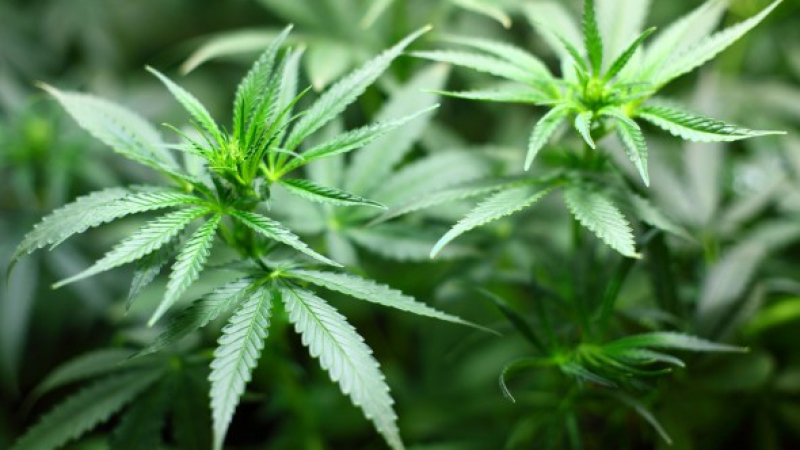 Легализираха изцяло употребата на марихуана в Канада