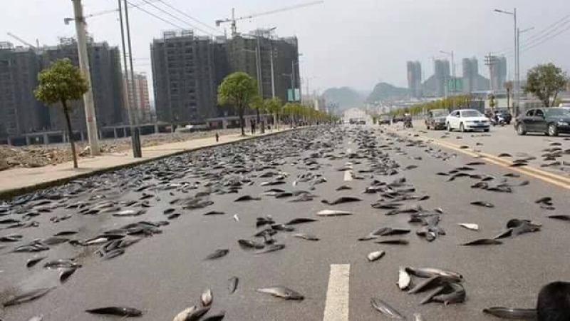 Шок в Китай! Дъжд от морски животни валя от небето