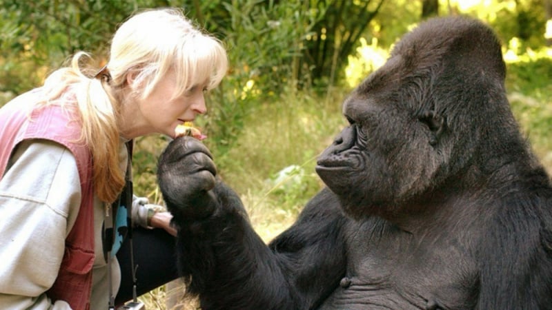 Почина най-невероятната горила в света Коко! Той можеше да говори и... (ВИДЕО)