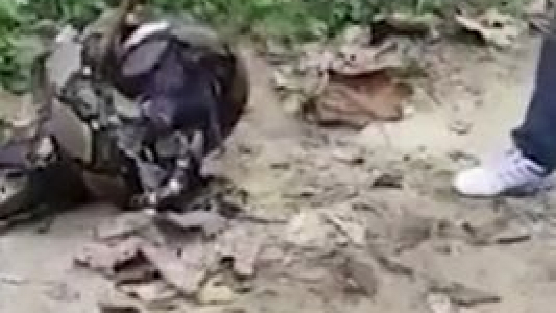 Смели тайландци измъкнаха куче от устата на огромен питон (ВИДЕО)