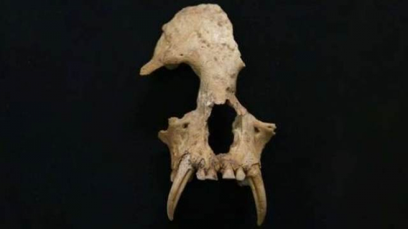 Учените разкриха тайната на необичаен череп от китайската гробница