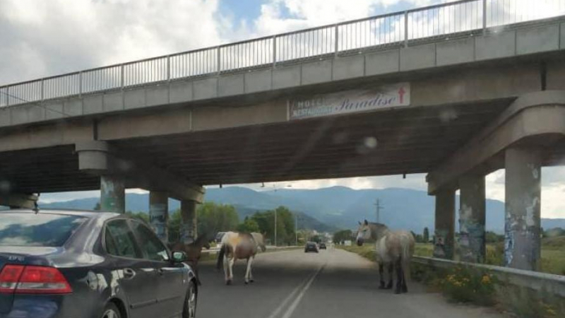 Нова опасност по българските пътища