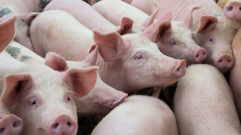 БАБХ забранява вноса на продукти от свинско месо за лична консумация заради африканската чума