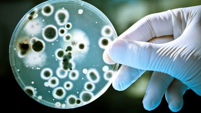 Зловещо предупреждение: След няколко години бактериите ще ни убиват по-бързо от рака!