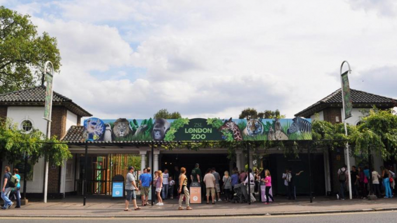 В Лондонския зоопарк измислиха необичаен начин да спасят животните от горещината (ВИДЕО)