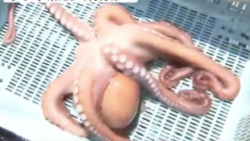 Печален край: Изядоха октопод-пророк, пoзнал 3 мача на Световното (СНИМКИ)