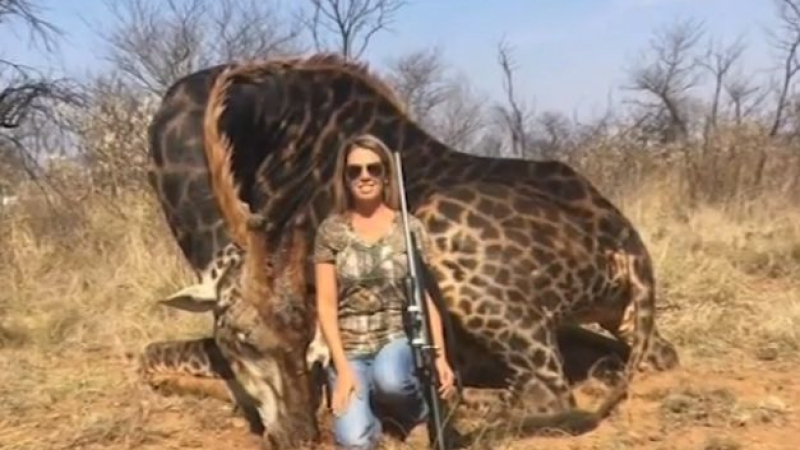 Буря от възмущение срещу американката Тес, която уби жираф и се СНИМА до трупа му (ВИДЕО)