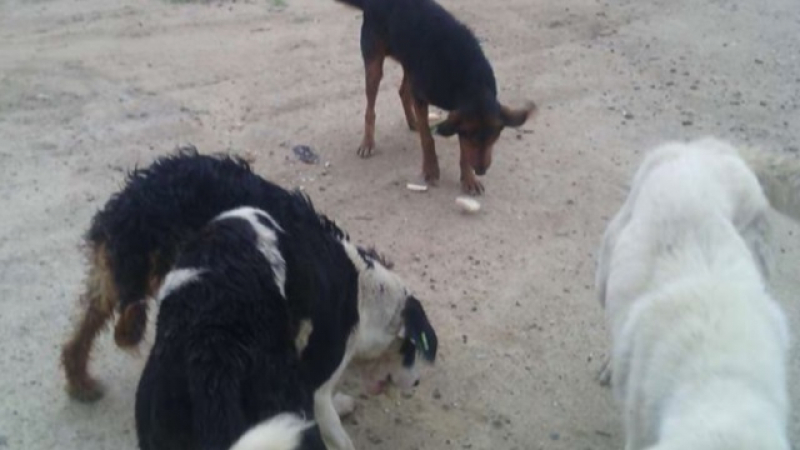 Общината изсипала като торба с боклук кучета от приюта в Благоевград край Кресна 
