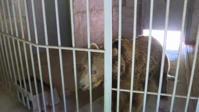 Мечките Ани и Митко избягаха от зоопарка в Димитровград, но всичко приключи с хепиенд