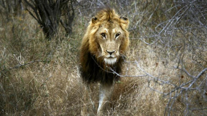 Правосъдие в джунглата: Лъвове разкъсаха и изядоха  бракониери, тръгнали на лов за носорози 