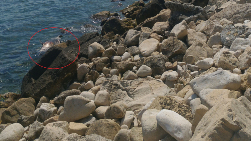 Извънредно в БЛИЦ: Труп изплува на варненския плаж (СНИМКИ 18+)