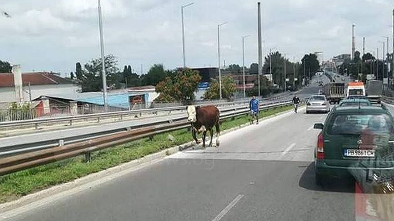 Корида! Роми погнаха бик из пловдивските улици!