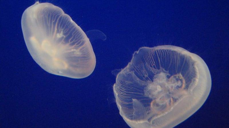 Какво да правите, ако ви опари медуза? Важни стъпки за първа помощ