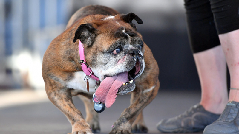 Почина най-грозното куче в света - с огромен език и лакирани нокти (СНИМКИ)