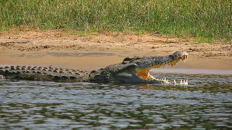 Майка скочи в реката и спаси сина си от крокодил