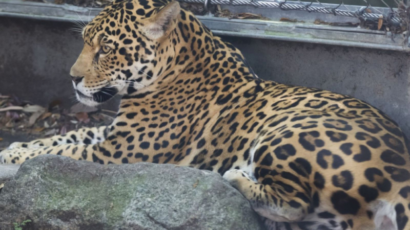 Ягуар избяга от зоопарк и остави 6 трупа след себе си