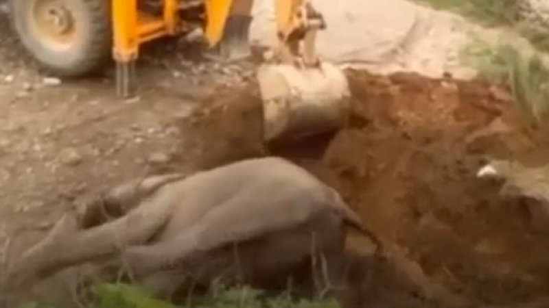 Трогателно ВИДЕО: Бебе слонче, попаднало в капан, бе спасено с багер