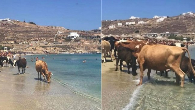 Куриоз на Миконос! Стотици курортисти на скъпарския плаж Кало Ливади са шокирани от тази гледка (СНИМКИ)