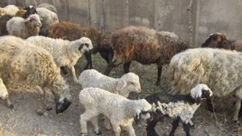 От БАБХ посочиха как чумата по животните стигна до България и какво се случва в момента в заразените села