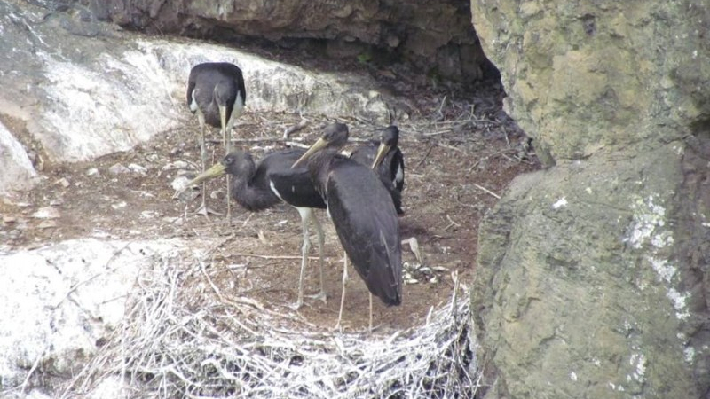 Черни щъркели се излюпиха в Национален парк „Централен Балкан“ (СНИМКИ)