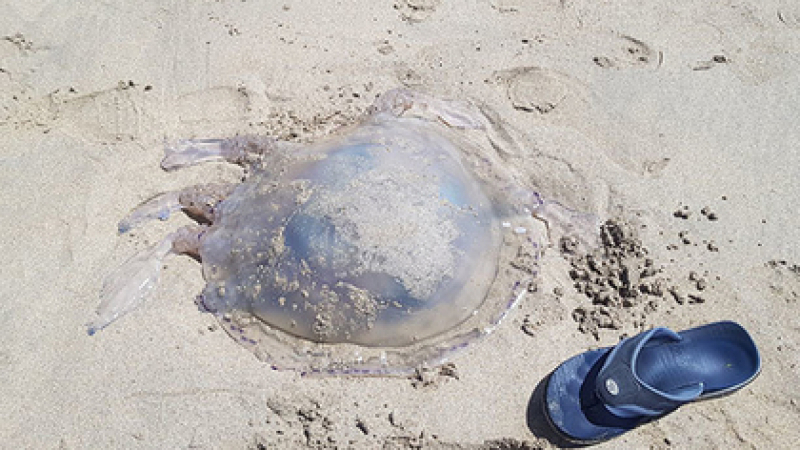 Гигантска медуза, изхвърлена на плаж, изплаши британци