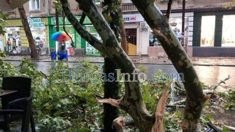 Мълния разцепи дърво над заведение в Бургас, за малко да се случи голяма трагедия (СНИМКИ)