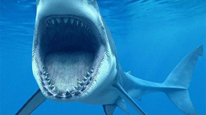 Заснеха как огромен хищник се опитва да глътне акула (ВИДЕО)