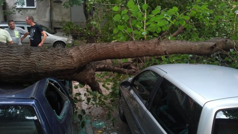 Няколко коли станаха на "пастет" заради паднало дърво в Пловдив (СНИМКИ)