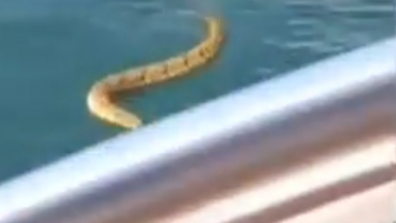 Паника и писъци на лодка, преследвана от гърмяща змия, която иска да скочи върху хората (ВИДЕО)