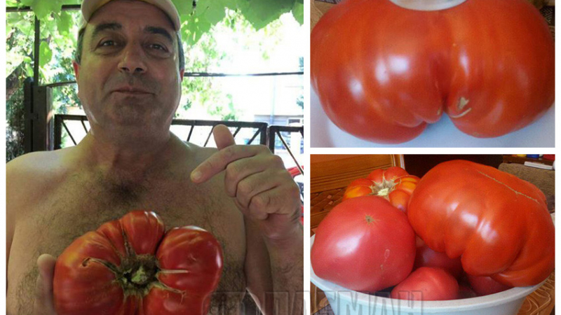 С любов и без ГМО: Иван от бургаския квартал Сарафово отгледа ето този огромен зеленчук! (СНИМКИ)