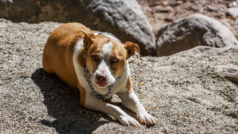 Да се забранят ли за отглеждане опасните породи кучета?