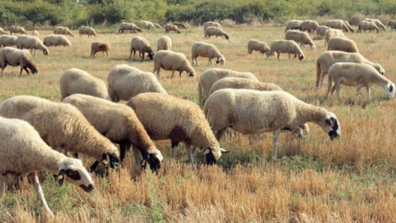 Мор край русенско село! Откриха захвърлени 46 трупа на овце